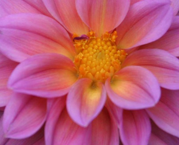 dahlia